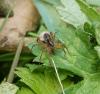Pardosa sp.